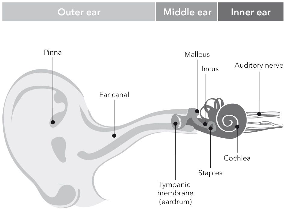 The human ear consists of three parts – the outer, middle, and inner ear.